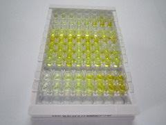 ELISA Kit for Uromodulin (UMOD)