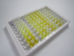 ELISA Kit for Ubiquitin Carboxyl Terminal Hydrolase L1 (UCHL1)