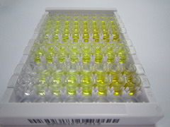 ELISA Kit for Transketolase Like Protein 1 (TKTL1)