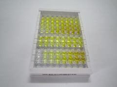 ELISA Kit for Transketolase (TKT)