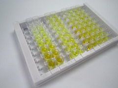 ELISA Kit for Transglutaminase 6 (TGM6)