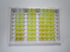 ELISA Kit for Synaptotagmin Like Protein 2 (SYTL2)