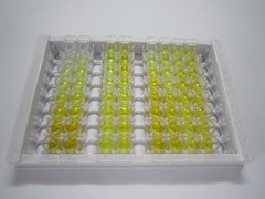 ELISA Kit for Synaptotagmin VII (SYT7)