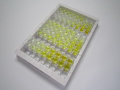 ELISA Kit for Sulfatase 1 (SULF1)