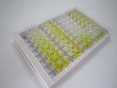 ELISA Kit for N-Sulfoglucosamine Sulfohydrolase (SGSH)