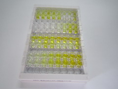 ELISA Kit for Stratifin (SFN)