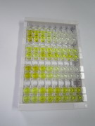 ELISA Kit for Scavenger Receptor Class B Member 1 (SCARB1)