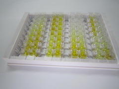 ELISA Kit for Preferentially Expressed Antigen In Melanoma (PRAME)