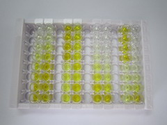 ELISA Kit for Protein Phosphatase, Mg2+/Mn2+ Dependent 1A (PPM1A)