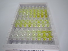 ELISA Kit for Peroxisome Proliferator Activated Receptor Gamma Coactivator 1 Alpha (PPARgC1a)