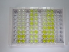 ELISA Kit for Plasmalemma Vesicle Associated Protein (PLVAP)