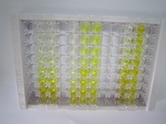 ELISA Kit for p21 Protein Activated Kinase 4 (PAK4)