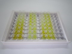 ELISA Kit for Methionyl Aminopeptidase 2 (METAP2)