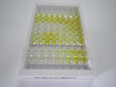 ELISA Kit for Insulin Promoter Factor 1 (IPF)