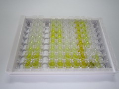 ELISA Kit for Internexin Neuronal Intermediate Filament Protein Alpha (INa)