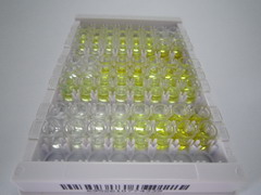 ELISA Kit for Hephaestin (HEPH)