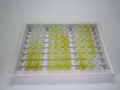 ELISA Kit for Huntingtin (HTT)