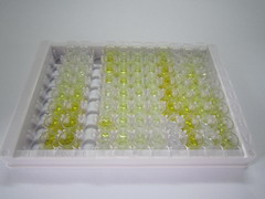 ELISA Kit for Glutaminase (GLS)