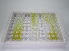 ELISA Kit for Follistatin Like Protein 1 (FSTL1)