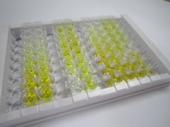 ELISA Kit for Early Endosome Antigen 1 (EEA1)