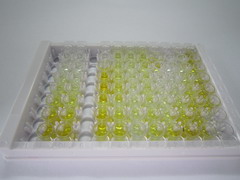 ELISA Kit for Delta Like Protein 4 (dLL4)