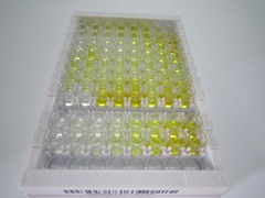 ELISA Kit for Delta Like Protein 1 (dLL1)