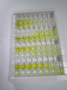 ELISA Kit for Cystatin B (CSTB)