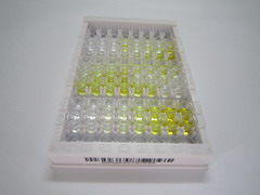 ELISA Kit for Cystatin 2 (CST2)