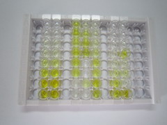 ELISA Kit for Cystatin 6 (CST6)