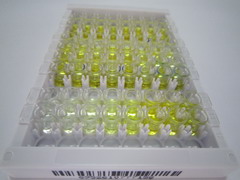 ELISA Kit for Calponin 1, Basic (CNN1)