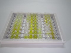 ELISA Kit for Biliverdin Reductase A (BLVRA)