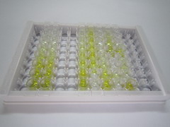 ELISA Kit for Anillin (ANLN)