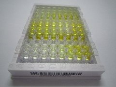 ELISA Kit for GLI Family Zinc Finger Protein 1 (GLI1)