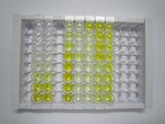 ELISA Kit for Non POU Domain Containing Octamer Binding Protein (NONO)