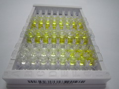 ELISA Kit for Retinoschisin (RS)