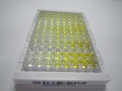 ELISA Kit for Ras Association Domain Containing Protein 1 (RASSF1)