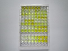 ELISA Kit for Leucine Rich PPR Motif Containing Protein (LRPPRC)