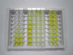 ELISA Kit for Engrailed Homeobox Protein 2 (EN2)