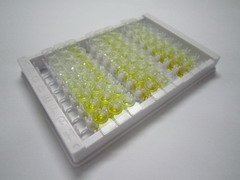 ELISA Kit for Snail Homolog 1 (SNAI1)