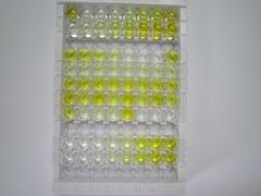 ELISA Kit for SWI/SNF Related, Matrix Associated, Actin Dependent Regulator Of Chromatin, Subfamily C, Member 1 (SMARCC1)