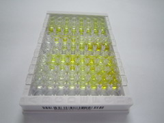 ELISA Kit for RAB5A, Member RAS Oncogene Family (RAB5A)