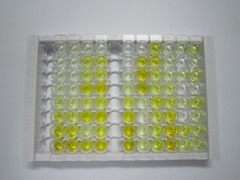 ELISA Kit for Proteasome Subunit Beta Type 10 (PSMb10)