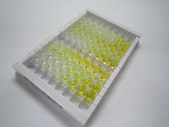 ELISA Kit for Transmembrane Protein 27 (TMEM27)