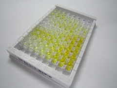 ELISA Kit for Regenerating Islet Derived Protein 3 Beta (REG3b)