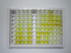 ELISA Kit for Regenerating Islet Derived Protein 3 Beta (REG3b)