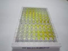 ELISA Kit for Ubiquitin Protein Ligase E3 Component N-Recognin 1 (UBR1)