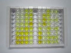 ELISA Kit for GM2 Ganglioside Activator (GM2A)