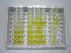 ELISA Kit for Autophagy Related Protein 12 (ATG12)