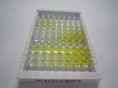 ELISA Kit for Cat Eye Syndrome Chromosome Region, Candidate 1 (CECR1)