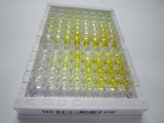 ELISA Kit for CASP8 And FADD Like Apoptosis Regulator (CFLAR)